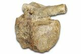Hadrosaur (Edmontosaurus) Caudal Vertebra - Wyoming #349466-1